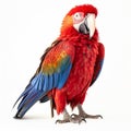 scarlet macaw on a white background Royalty Free Stock Photo
