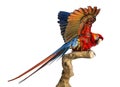 Scarlet Macaw (4 years old) perched on a branch and flapping its Royalty Free Stock Photo