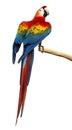 Scarlet Macaw (4 years old) perched on a branch