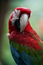 Scarlet Macaws