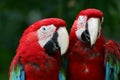 Scarlet Macaws