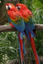 Scarlet Macaws Royalty Free Stock Photo