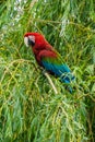 Scarlet Macaws, Ara macao, bird sitting on the branch. Macaw parrots in Costa Rica. Royalty Free Stock Photo