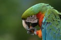 Scarlet Macaws, Ara macao, bird sitting on the branch. Macaw parrots in Costa Rica. Royalty Free Stock Photo