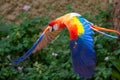 A scarlet macaws Ara macao a Bright red vibrant parrot in flight showing off bright blue, red and yellow colors