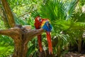 2 scarlet macaws Ara macao , red, yellow, and blue parrots sitting on the brach in tropical forest, Playa del Carmen, Riviera Maya Royalty Free Stock Photo