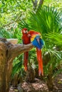 2 scarlet macaws Ara macao , red, yellow, and blue parrots sitting on the brach in tropical forest, Playa del Carmen, Riviera Maya Royalty Free Stock Photo