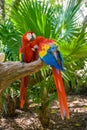 2 scarlet macaws Ara macao , red, yellow, and blue parrots sitting on the brach in tropical forest, Playa del Carmen, Riviera Maya Royalty Free Stock Photo