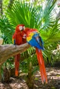 2 scarlet macaws Ara macao , red, yellow, and blue parrots sitting on the brach in tropical forest, Playa del Carmen, Riviera Maya Royalty Free Stock Photo