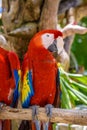 2 scarlet macaws Ara macao , red, yellow, and blue parrots sitting on the brach in tropical forest, Playa del Carmen, Riviera Maya Royalty Free Stock Photo