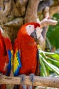 2 scarlet macaws Ara macao , red, yellow, and blue parrots sitting on the brach in tropical forest, Playa del Carmen, Riviera Maya Royalty Free Stock Photo