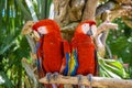 2 scarlet macaws Ara macao , red, yellow, and blue parrots sitting on the brach in tropical forest, Playa del Carmen, Riviera Maya Royalty Free Stock Photo