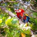 Scarlet macaws in Costa Rican forest Royalty Free Stock Photo