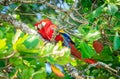 Scarlet macaws in Costa Rican forest Royalty Free Stock Photo