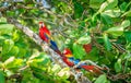 Scarlet macaws in Costa Rican forest Royalty Free Stock Photo