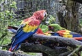 Scarlet macaws feeding Royalty Free Stock Photo