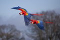 Scarlet Macaws in Flight