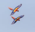 Scarlet Macaws flying