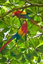 Scarlet Macaws on the fresh tree on the coast of Costarica Royalty Free Stock Photo