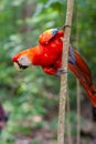 Scarlet macaws are large multi colored parrots and a national symbol to Honduras