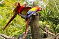 Scarlet Macaw Royalty Free Stock Photo