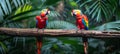 Scarlet macaws perched, facing each other on a branch with blurred background, copy space included Royalty Free Stock Photo