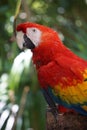 Scarlet Macaws resting on a tree,Tulum, Mexico