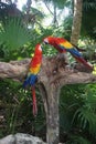 Scarlet Macaws resting on a tree,Tulum, Mexico