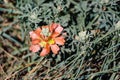 Scarlet mallow wildflower hiding beetle