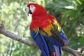 Scarlet McCaw Royalty Free Stock Photo