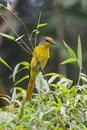 Scarlet Minivet Royalty Free Stock Photo