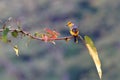 Scarlet Minivet Royalty Free Stock Photo