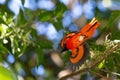 Scarlet minivet in flight Royalty Free Stock Photo