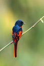 Scarlet minivet Male Royalty Free Stock Photo