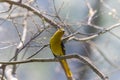 Scarlet Minivet Royalty Free Stock Photo