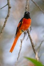 Brilliant Scarlet minivet Male Royalty Free Stock Photo