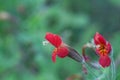 Scarlet monkeyflower, Erythranthe cardinalis Royalty Free Stock Photo