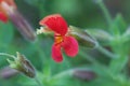 Scarlet monkeyflower, Erythranthe cardinalis Royalty Free Stock Photo