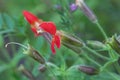 Scarlet monkeyflower, Erythranthe cardinalis Royalty Free Stock Photo