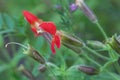 Scarlet monkeyflower, Erythranthe cardinalis