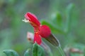 Scarlet monkeyflower, Erythranthe cardinalis Royalty Free Stock Photo
