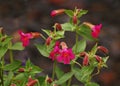 Scarlet Monkeyflower