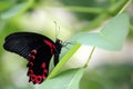 Scarlet Mormon butterfly / Papilio deiphobus rumanzovia on green leaf Royalty Free Stock Photo