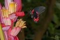 Scarlet Mormon Butterfly, papilio rumanzovia, Adult Gathering on Flower Royalty Free Stock Photo