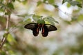 Scarlet Mormon Butterfly, Papilio rumanzovia (Papilio deiphobus rumanzovia) on a tree leaf Royalty Free Stock Photo