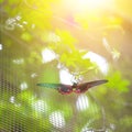 Scarlet mormon butterfly ( papilio rumanzovia ) resting on a twine Royalty Free Stock Photo