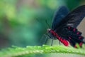 Scarlet mormon butterfly resting on a leaf Papilio rumanzovia. Close-up Royalty Free Stock Photo