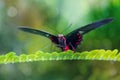 Scarlet mormon butterfly resting in a natural environment on a leaf Papilio rumanzovia. Close-up Royalty Free Stock Photo