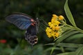 Scarlet Mormon or red Mormon Papilio rumanzovia. Royalty Free Stock Photo