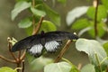 The scarlet Mormon or red Mormon Papilio rumanzovia is a small black and white butterfly from Philippines Royalty Free Stock Photo